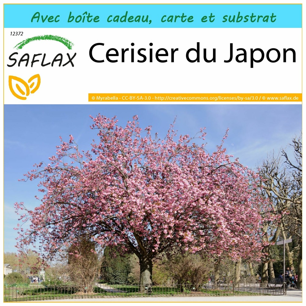 Kit cadeau - cerisier du japon - 30 graines - prunus serrulata