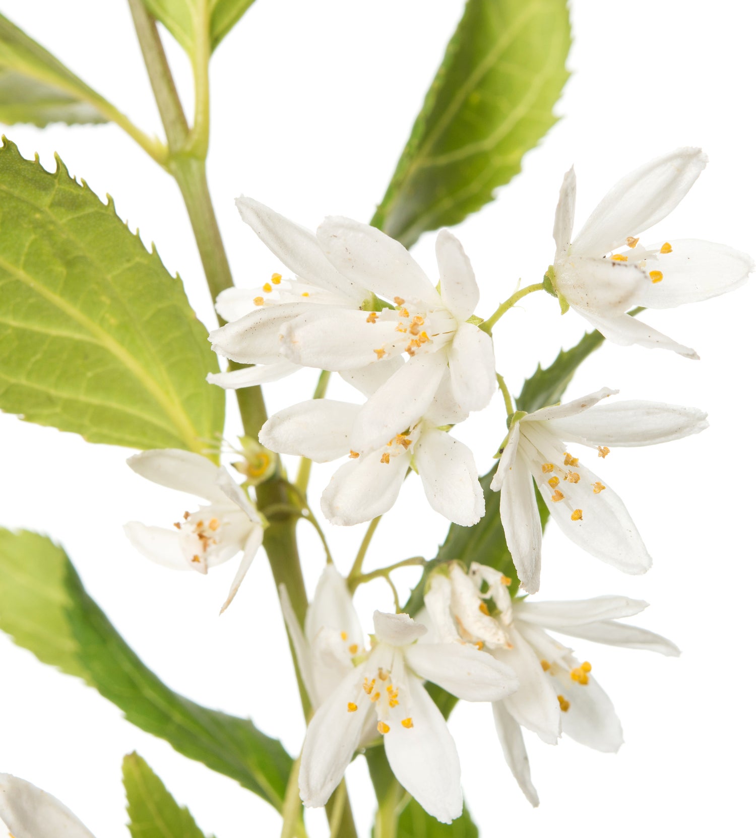 Bruidsbloem (Deutzia 'Yuki Snowflake') D 19 H 25 cm