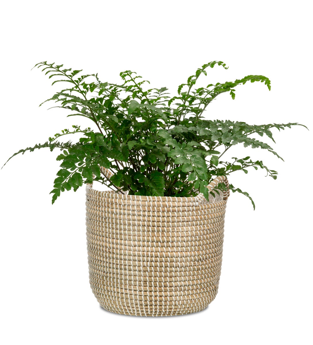 Scheurich Seagrass 32, plantenbak/mandpot met handgrepen van zeegras, kleur: wit, diameter 32 cm, hoogte 30,5 cm, inhoud 26,9 l.