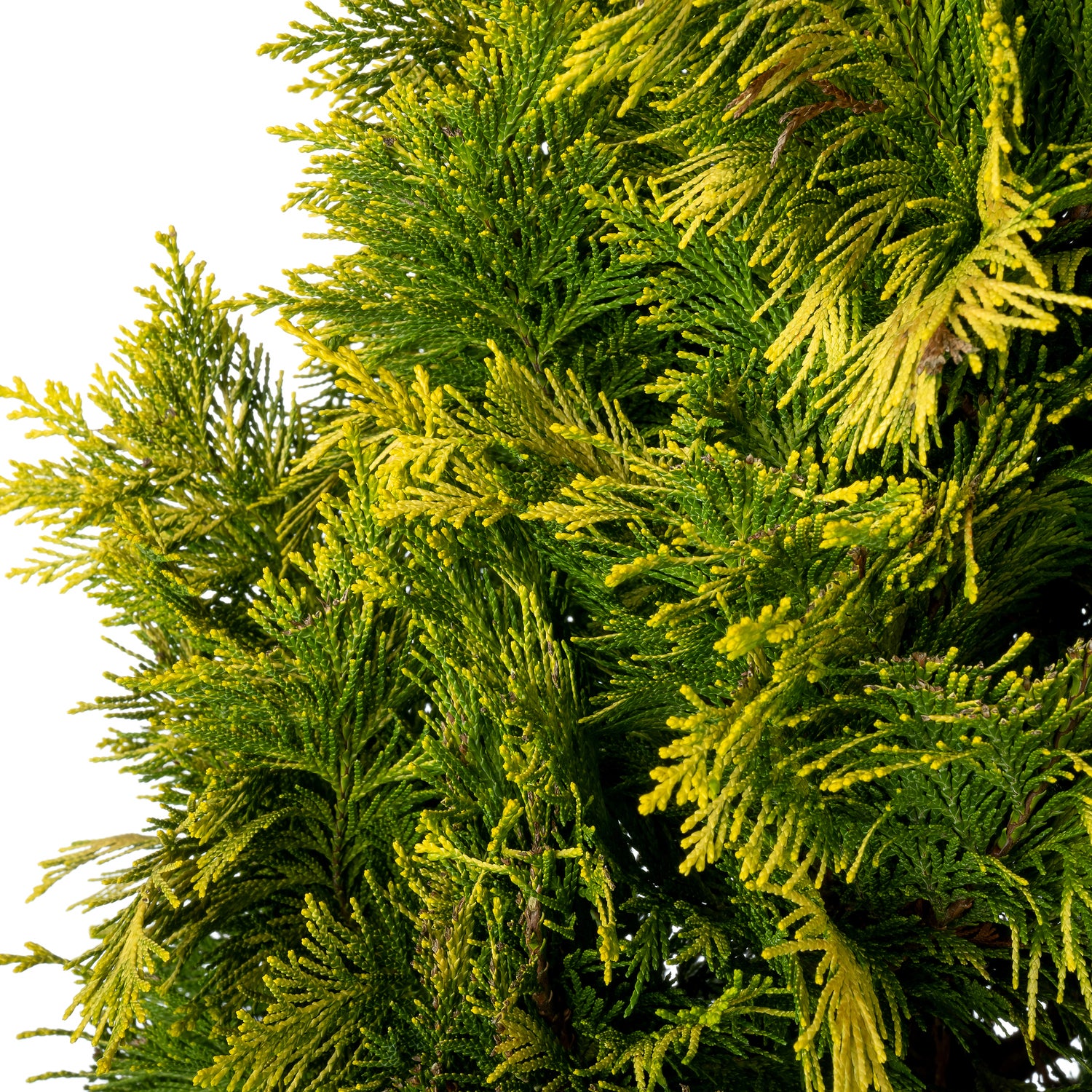 Dwergcipres (Chamaecyparis lawsoniana 'Ivonne') D 23 H 80 cm