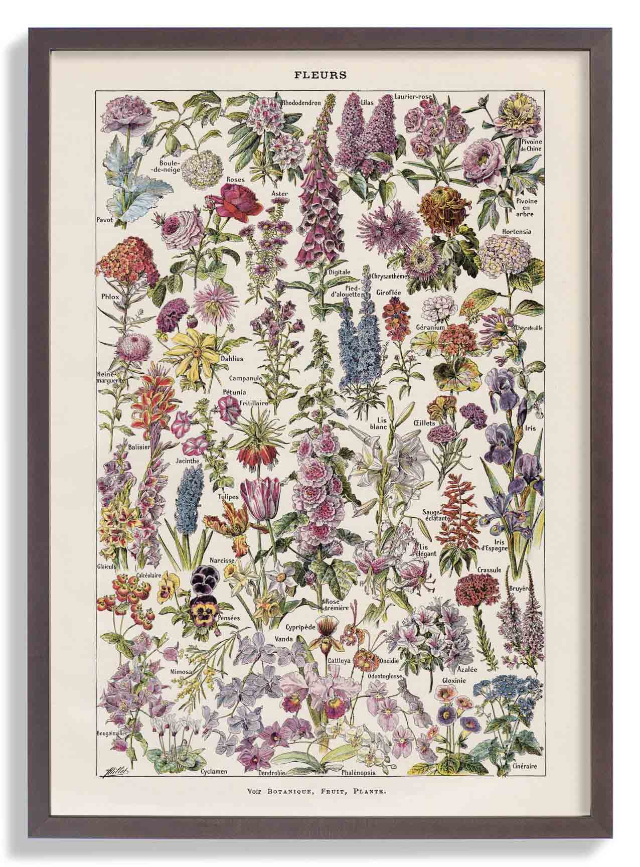 Fleur, der Klassiker Vintage Blumen von Adolphe Millot