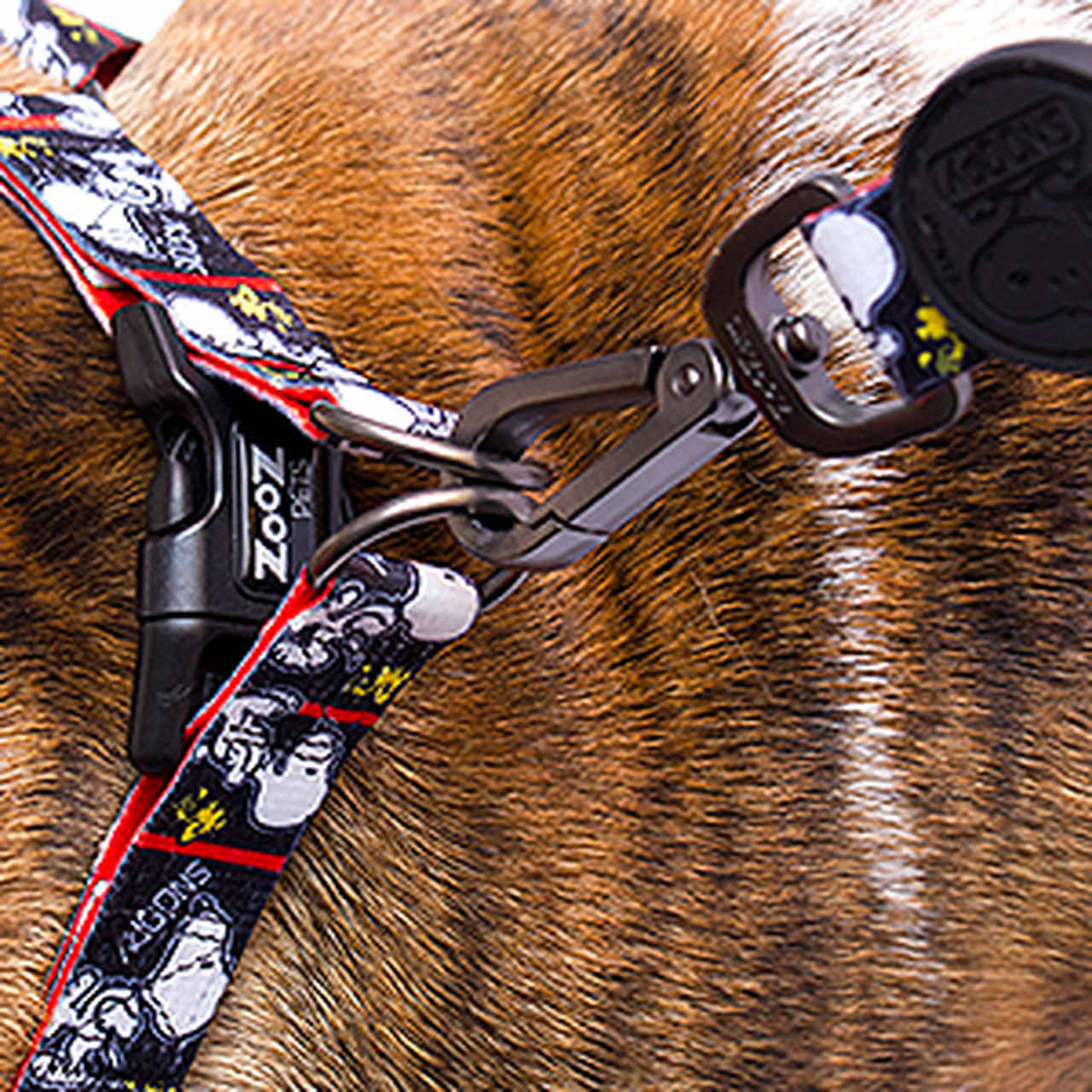 Mini coleira de neoprene preta para cães da Zooz Pets