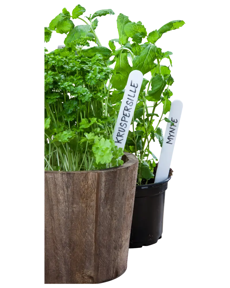 Adano Plantemærke 15 cm 50-pak