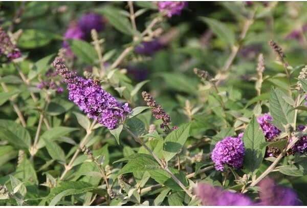 Vlinderstruik (Buddleja 'Blue Chip') H 30-40 cm