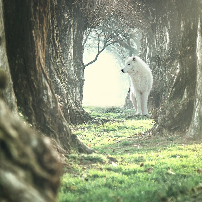 Offre d'essai Wolf of Wilderness Adulte !