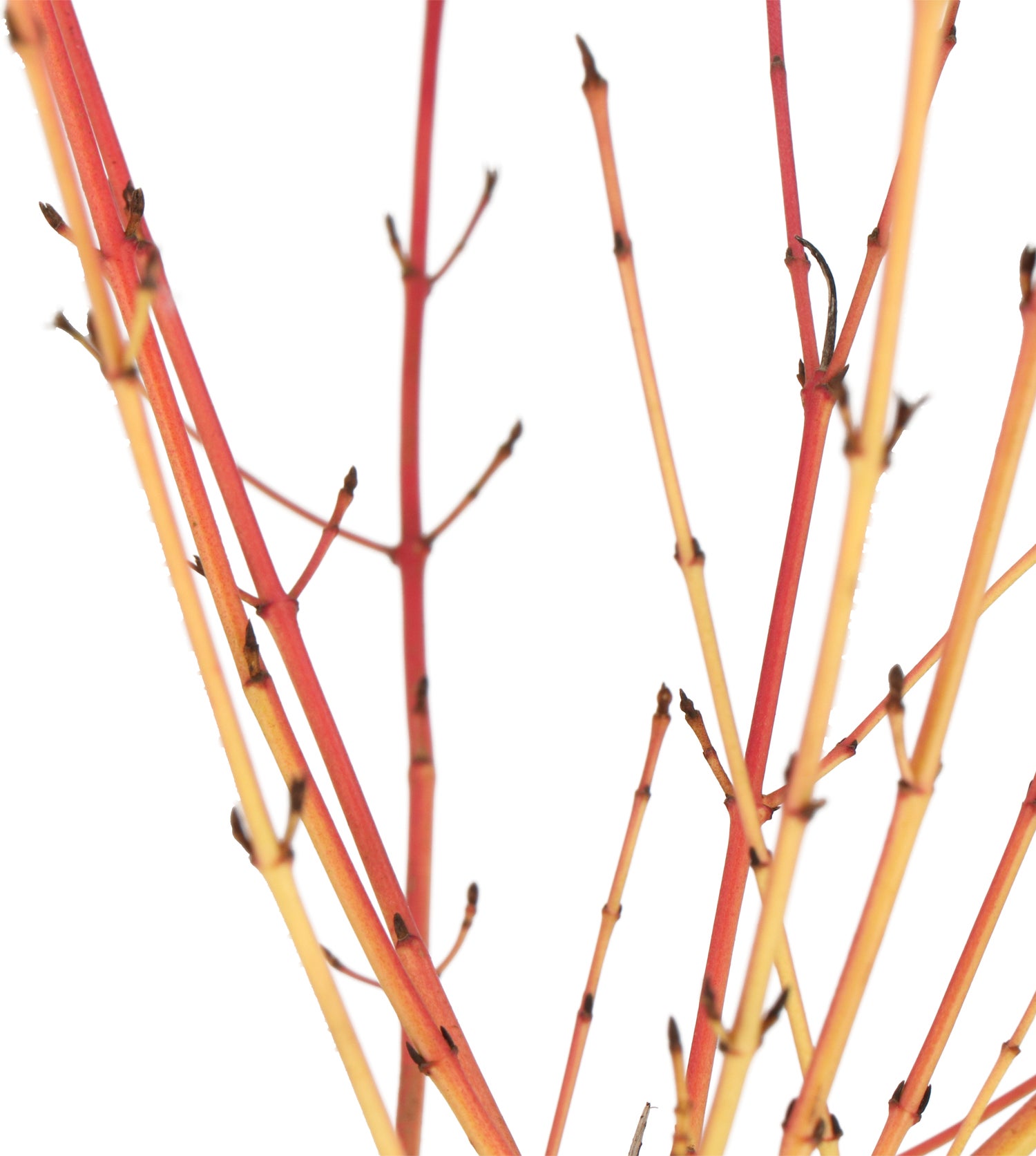 Kornoelje (Cornus sanguinea 'Midwinter Fire') D 24 H 60 cm