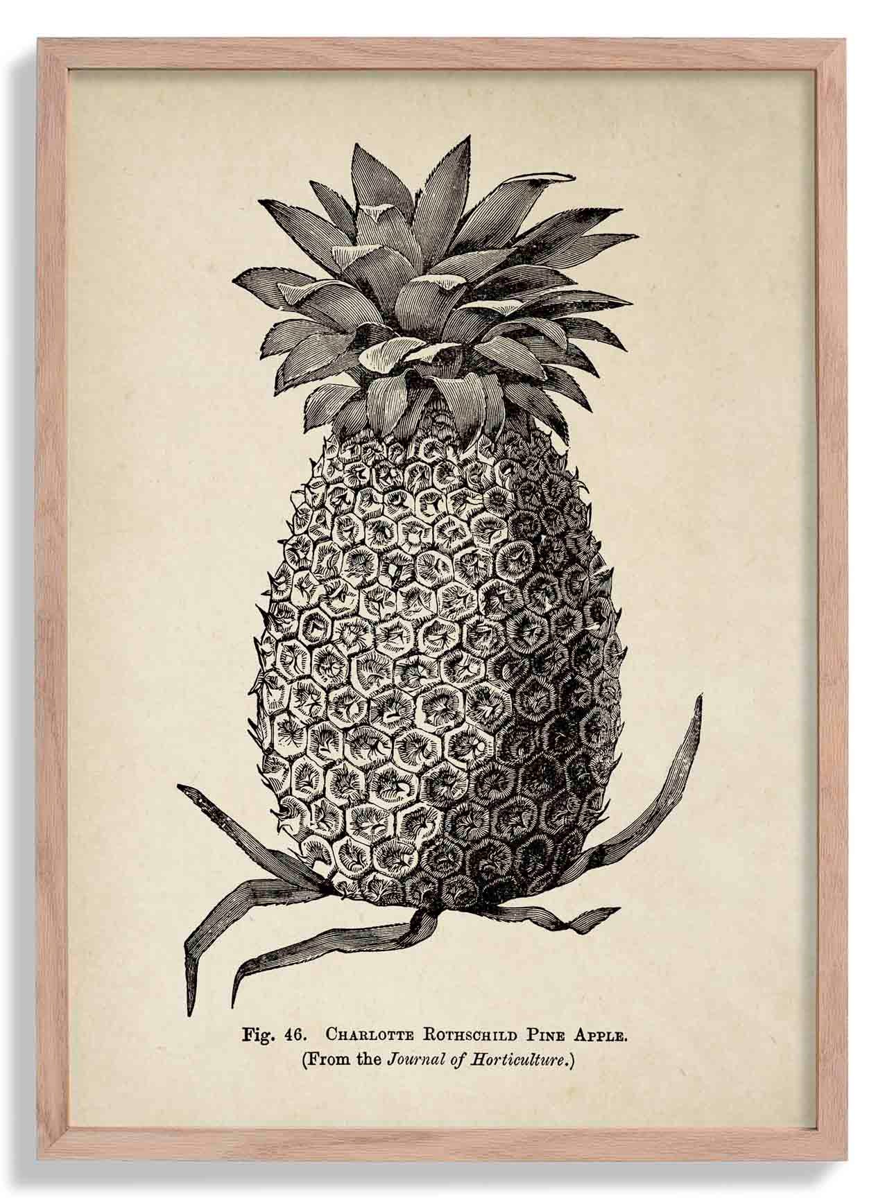 Antike Ananas
