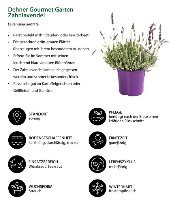 Dehner Gourmet Garten Zahnlavendel