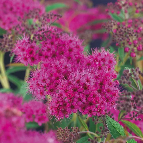 Spiraea japonica 'Anthony Waterer' Japanspirea 'Anthony Waterer' Ø22 cm