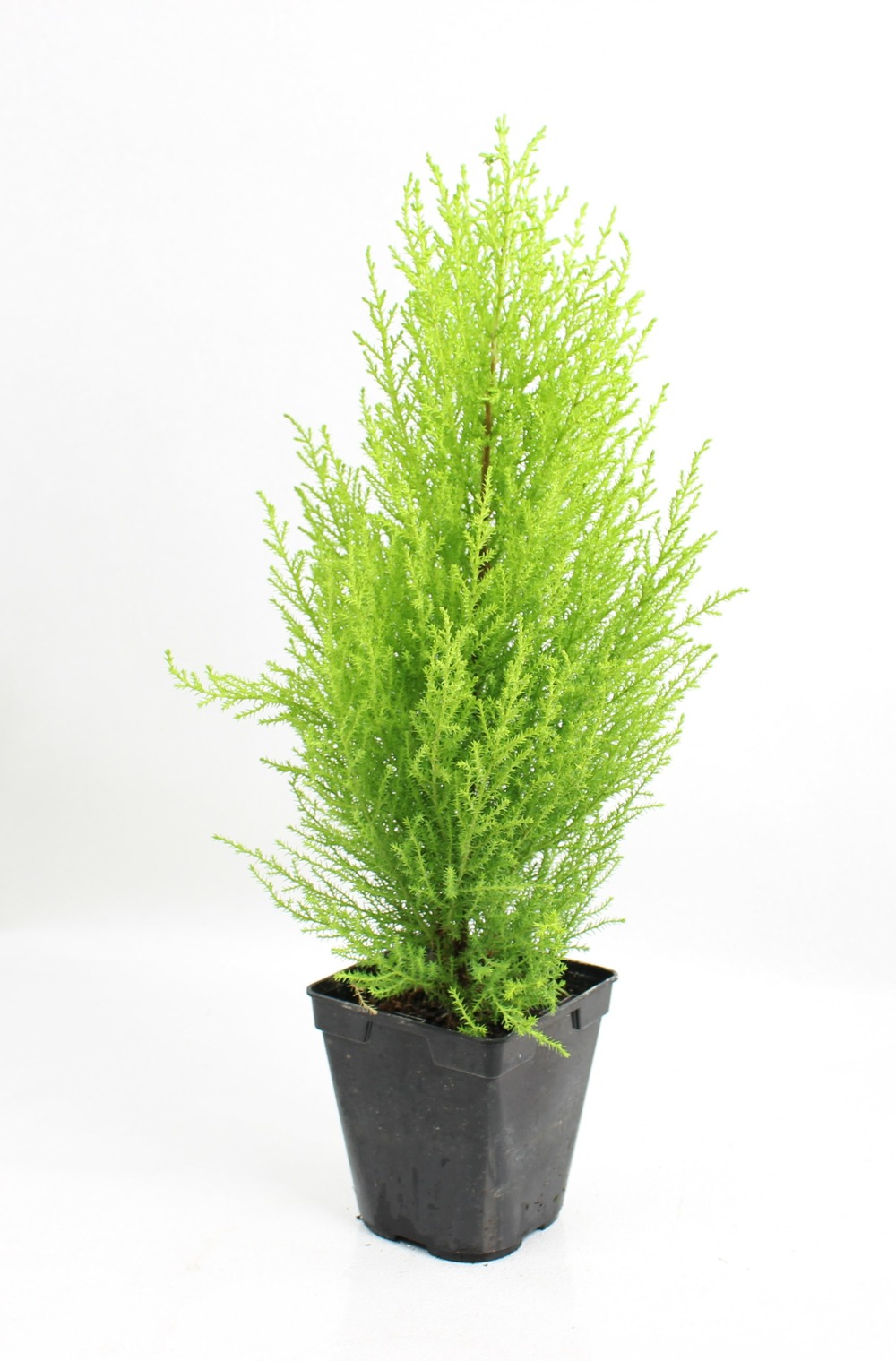 Plant de goldcrest pot 1 l
