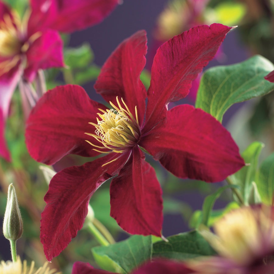 Bosrank (Clematis 'Niobe') D 16 H 75 cm