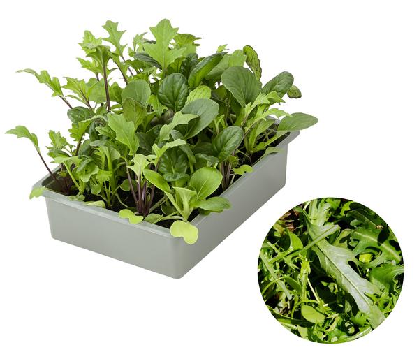 Salatmischung Asia-Leaf, 20er Schale