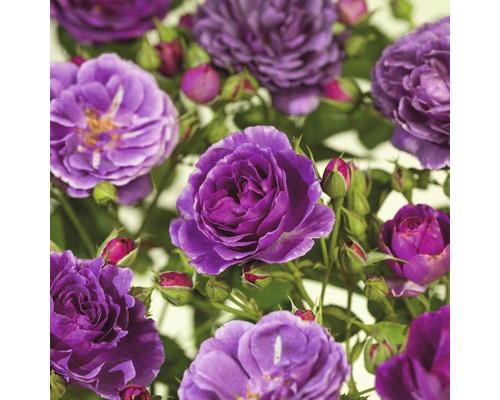 Rozenstruik 'Minerva' FloraSelf Rosa 'Minerva' stamhoogte 60 cm Co 5 L