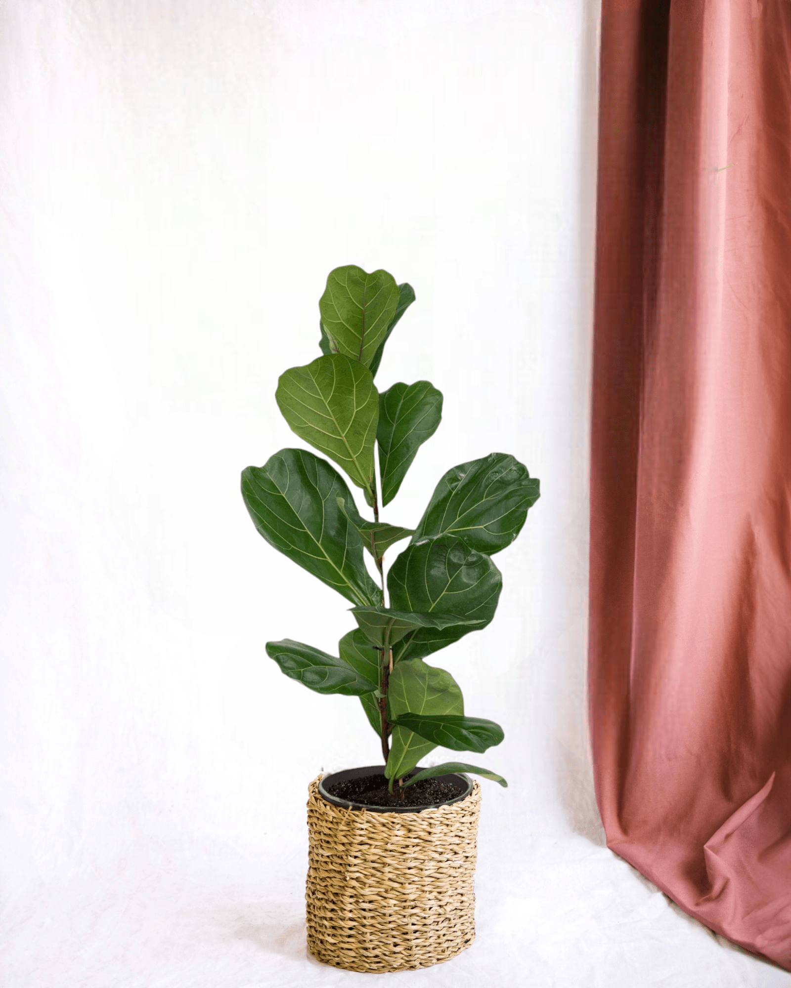 Plante d'intérieur - ficus lyrata 75cm