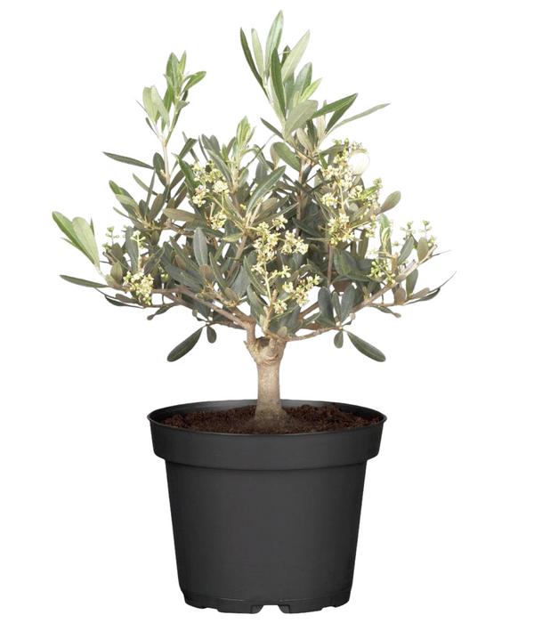 Olive, Busch