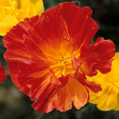 Blumensamen Besondere Mohngewächse