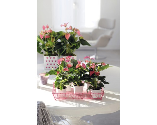 Flamingobloem/Anthurium roze FloraSelf Anthurium andreanum H 30-35 cm Ø 12 cm pot