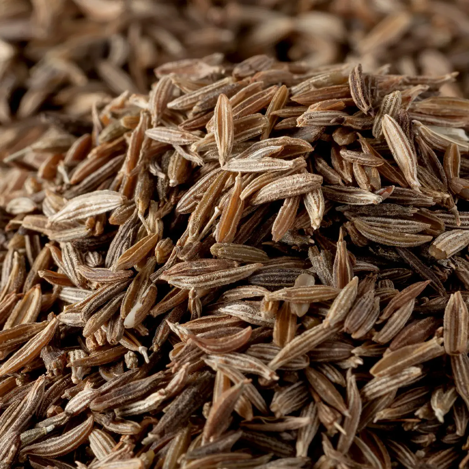Cumin Kreuzkümmel, ganz, 3er Pack