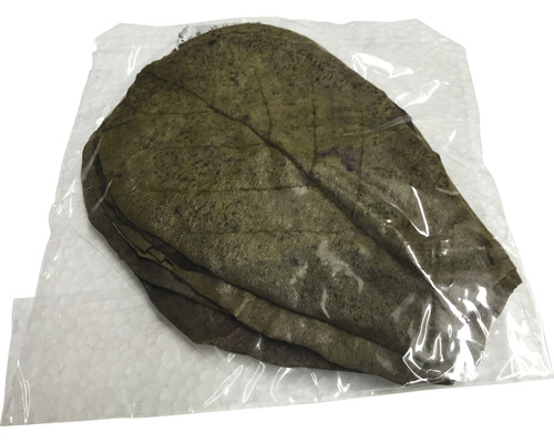 Indiase amandelbladeren (Catappa bladeren) 10-15 cm 30 stuks
