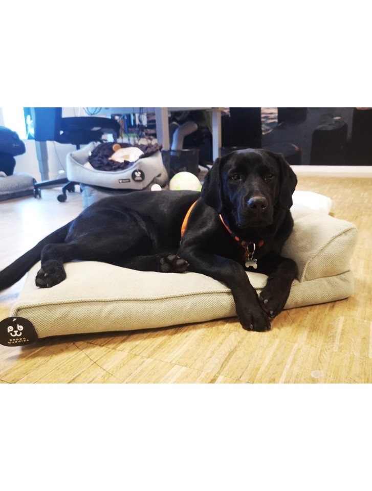 Nordic Paws - Alfred Lounge, Lysegrøn L 100 x 70 x 25 cm