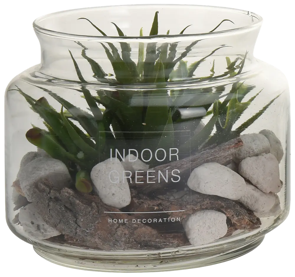 Plante i glasskål - assorterede varianter
