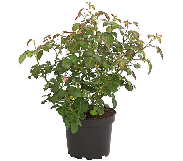 Bodendeckerrose 'Cityflor®', verschiedene