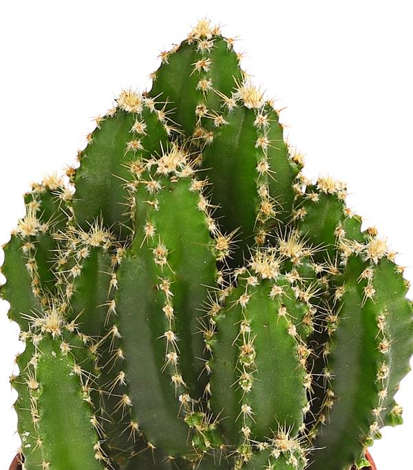 Felsenkaktus - Cereus repandus/Cereus