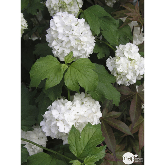 Viburnum opulus ' Roseum ' : ctr 5 litres