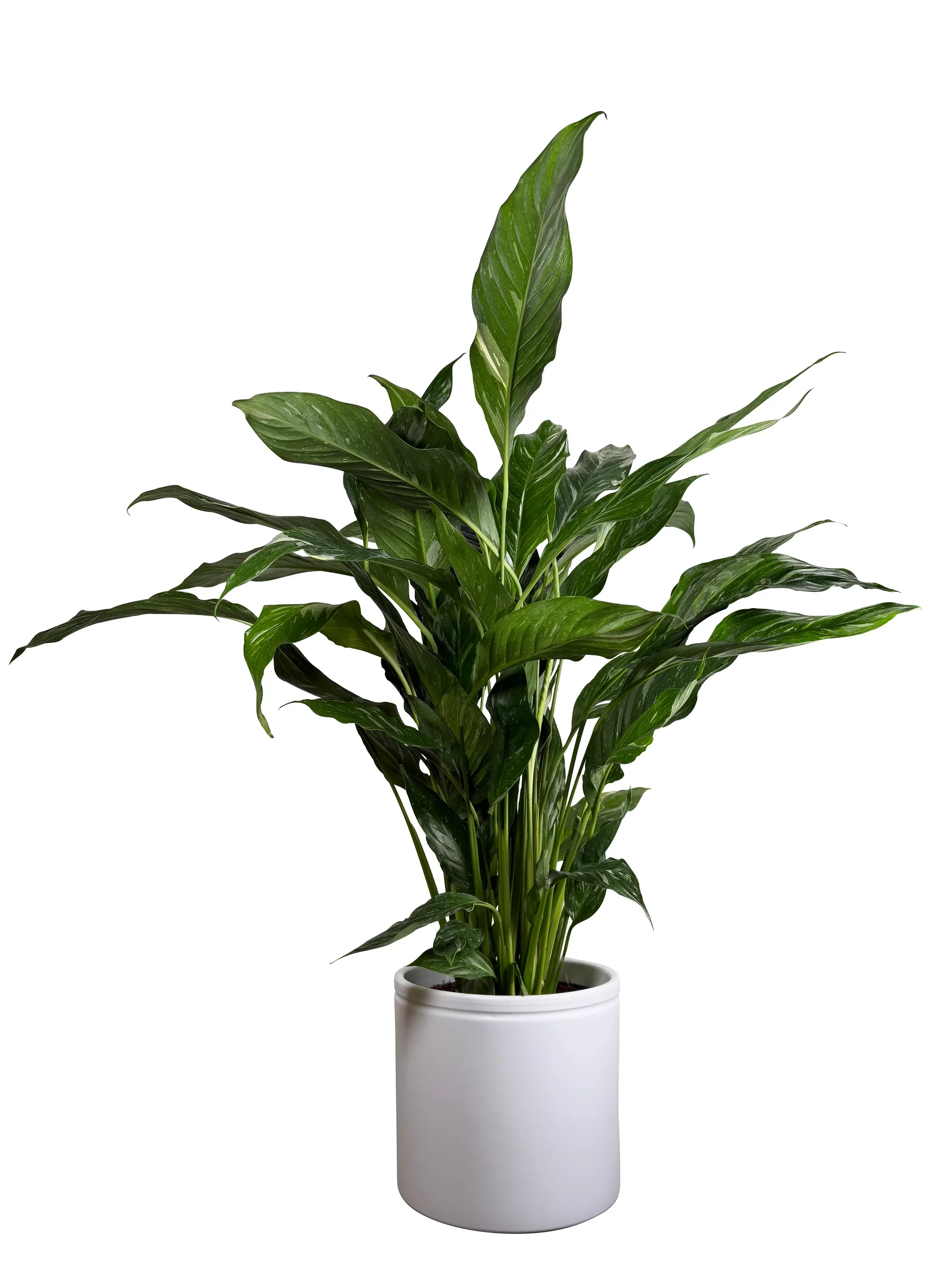 Spathiphyllum spp. 'Diamond' Fredslilje 'Diamond' Høyde 55 cm