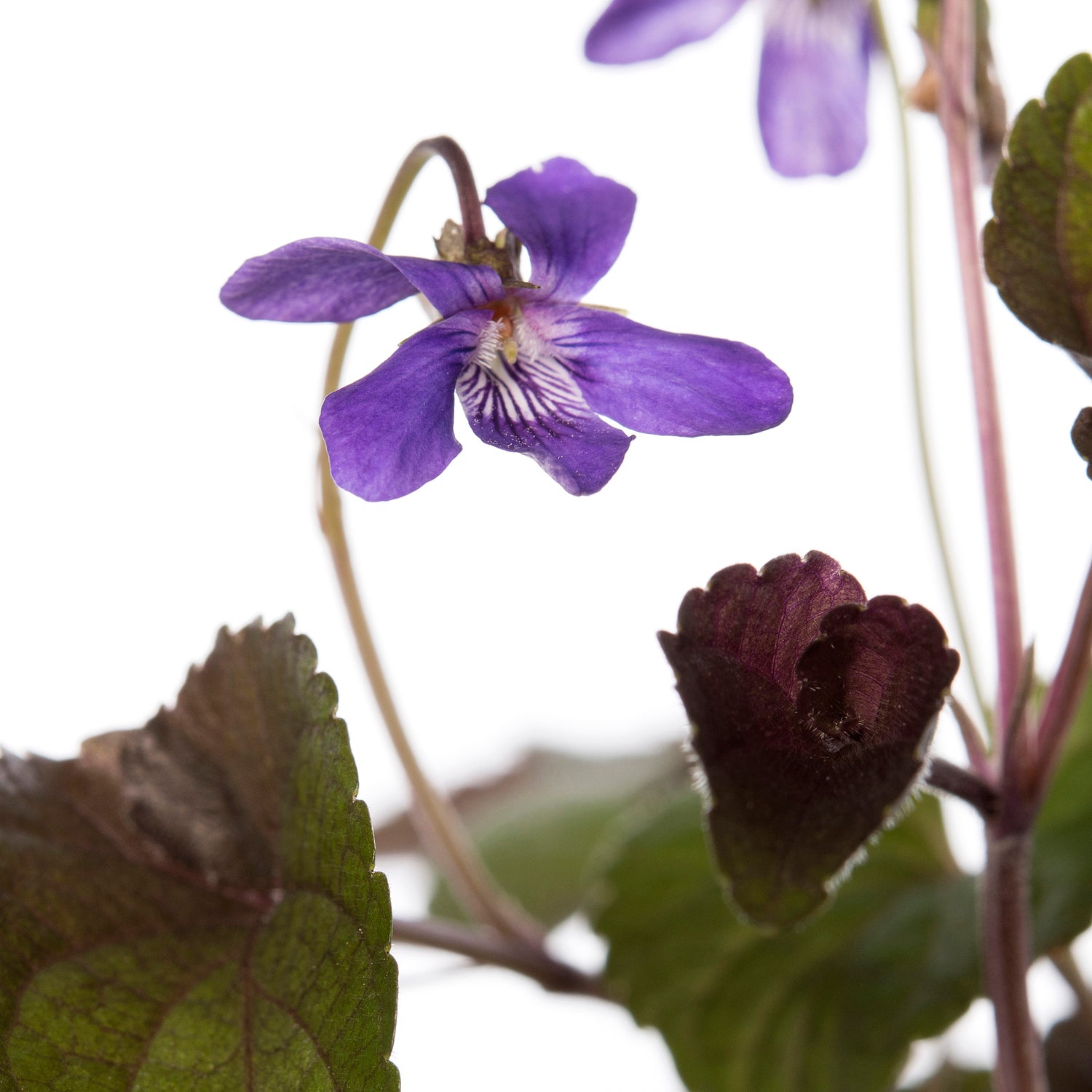 Hoornviooltje (Viola labradorica) D 11 H 10 cm