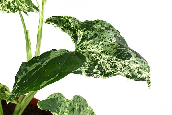 Purpurtute - Syngonium Podophyllum 'Mottled'