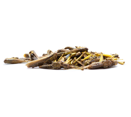 Gafanhotos desidratados para pássaros 125g - Alimento complementar - Proteína para peixes de lago, répteis, tartarugas e pássaros