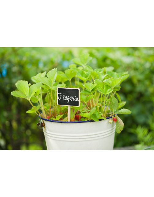 Nature Plaatetiketten - Kweekbenodigdheden - 20.5x8.6x6 cm Zwart Wit 4 stuks