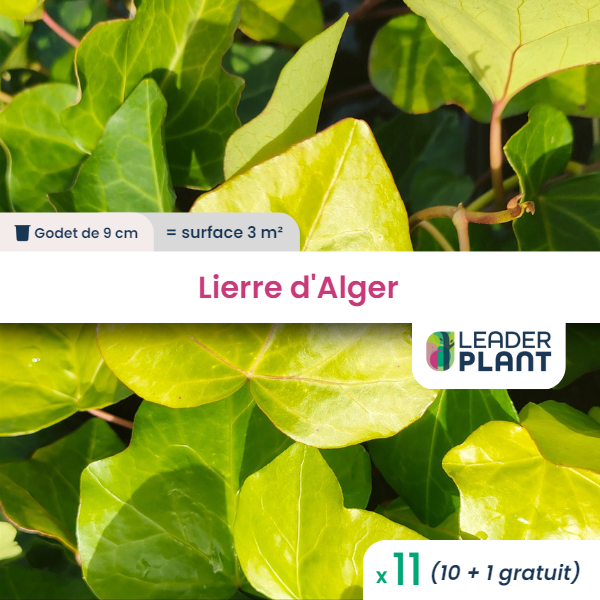 11 x lierre d'alger en godet
