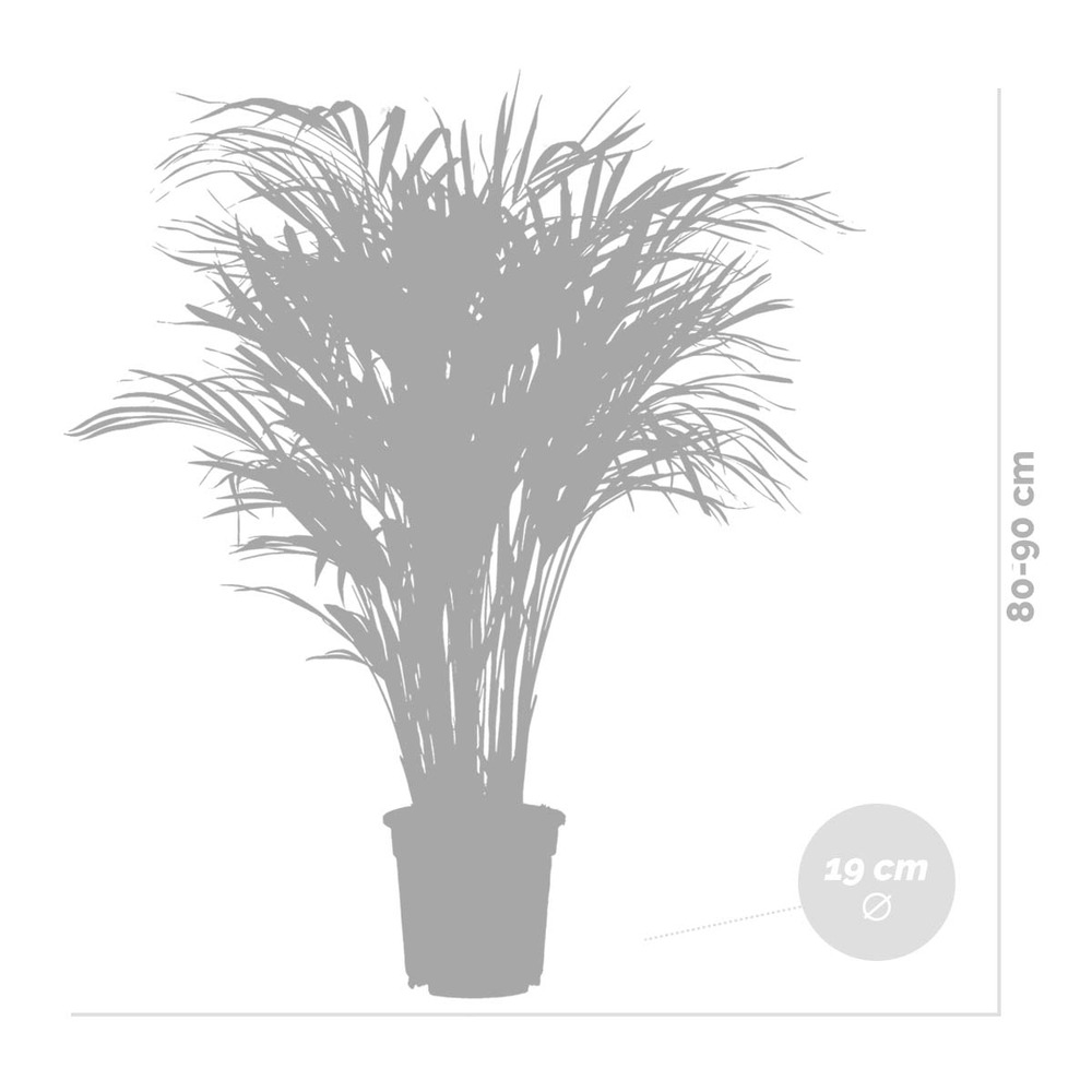 Dypsis lutescens incl. Panier en jute - gold palm - ⌀20 cm - ↕90-100 cm