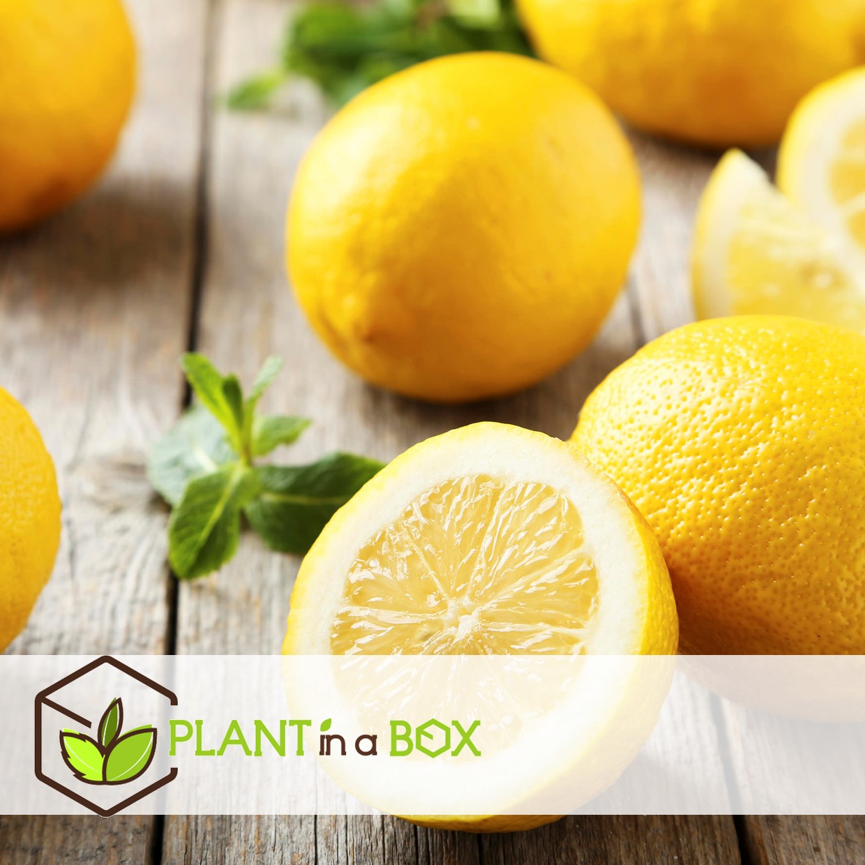 Citrus limon - citronnier - pot 14cm - hauteur 40-45cm