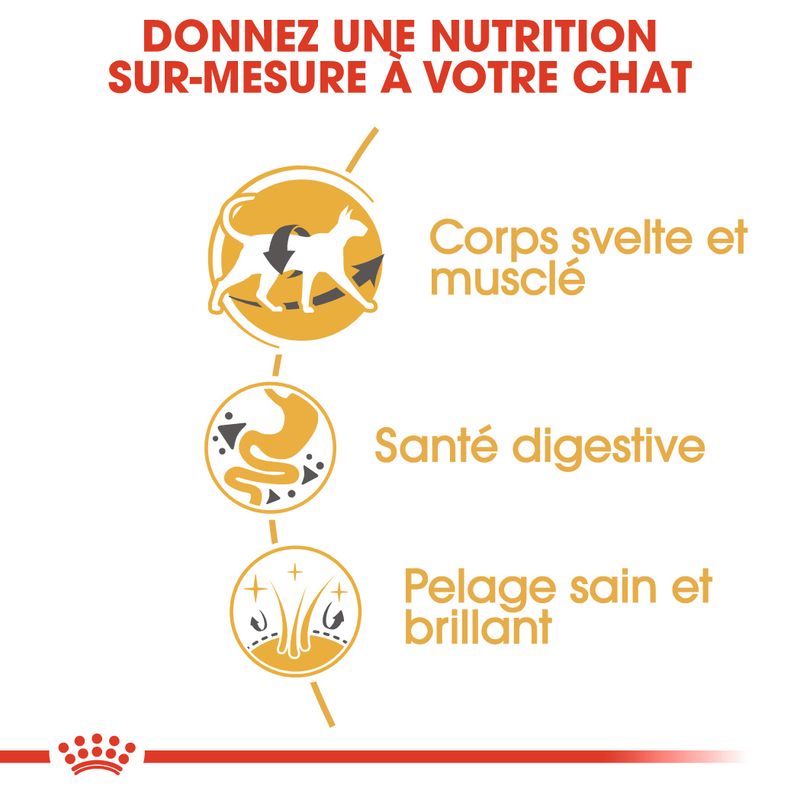 Royal Canin Siamois Adult à prix discount sur bitiba.fr
