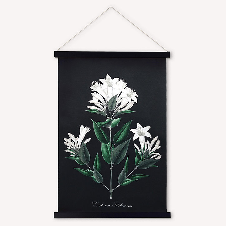Kakemono Coutarea Pubescens 50 x 70 cm