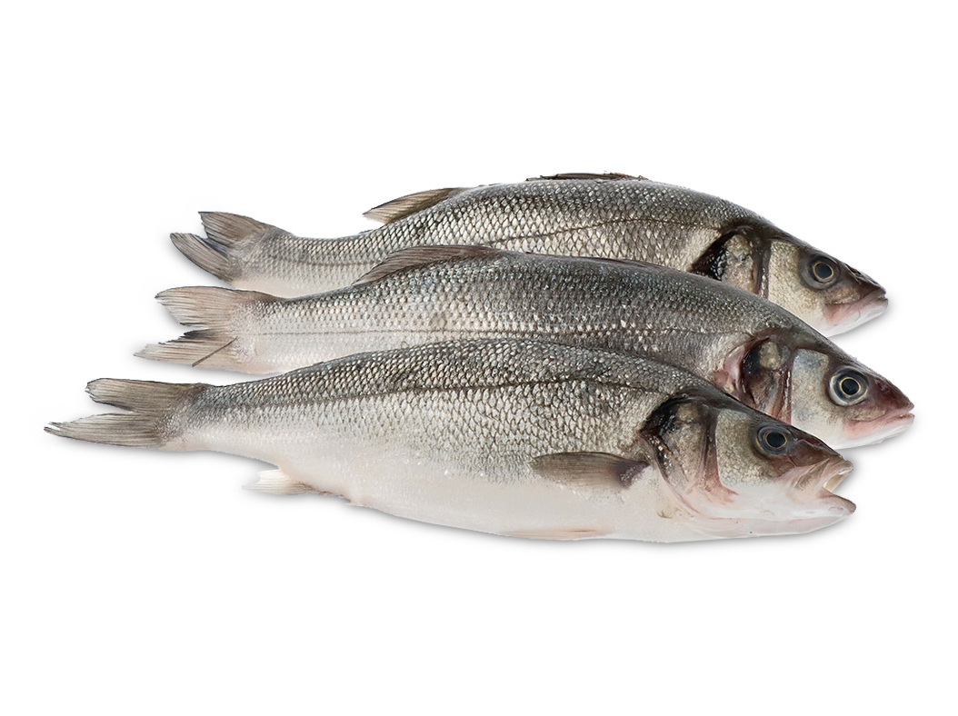 ROBALO FRESCO INTEIRO 300/600 KG