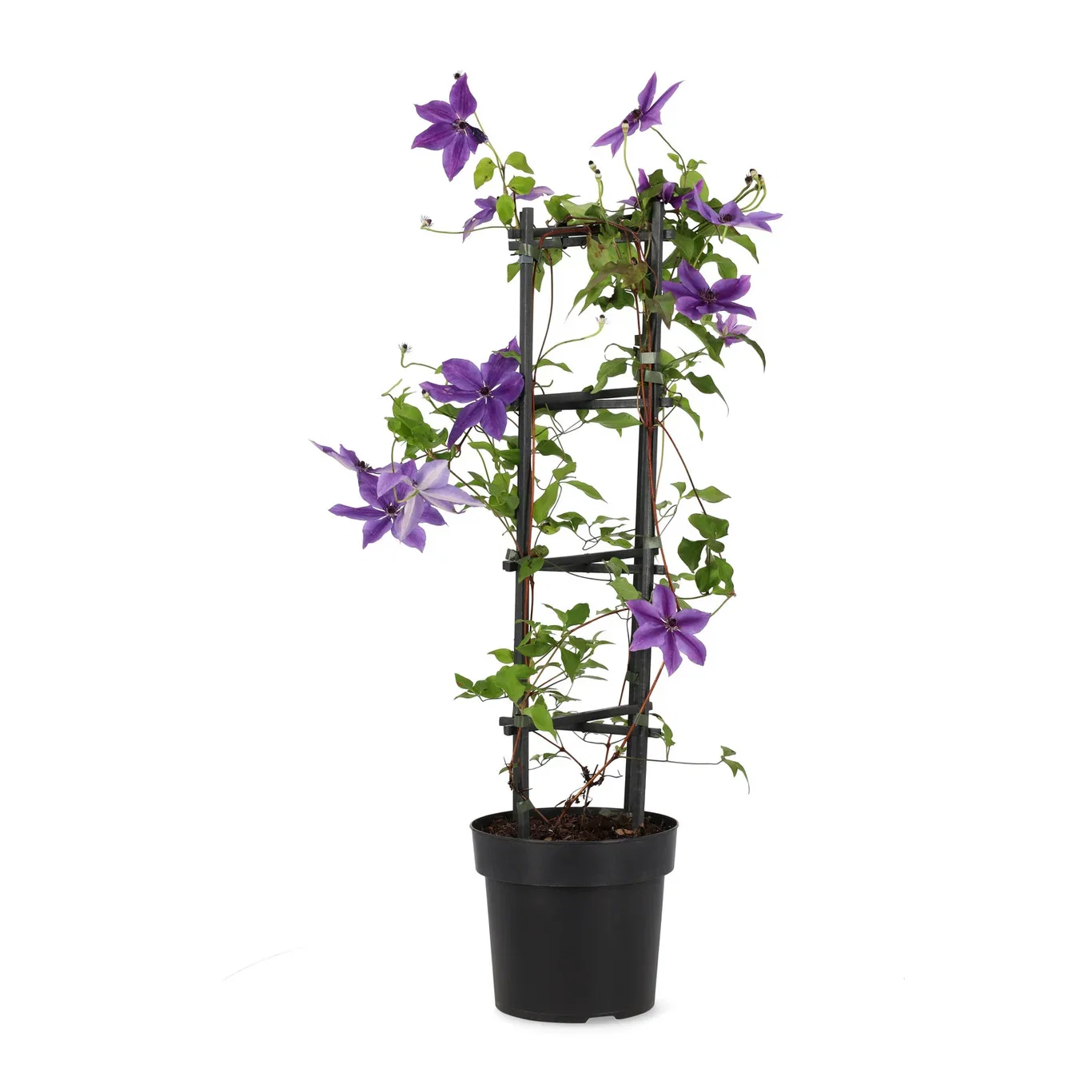 Clematis (Garland-serie) MASA Hageklematis MASA Høyde 60 cm