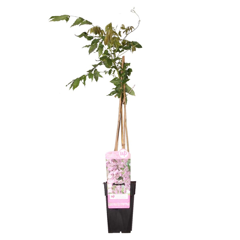 Wisteria floribunda rosea – glycine – plante grimpante – facile d'entretien - ⌀15 cm - ↕60-70 cm