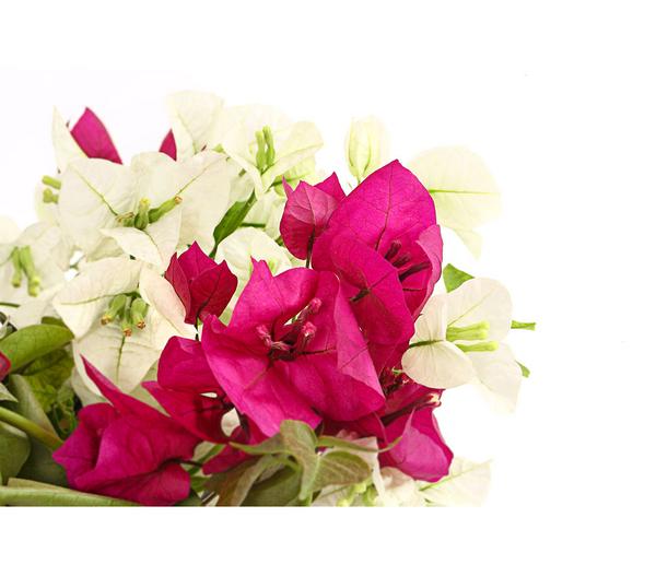 Drillingsblumen-Duo, Spalier
