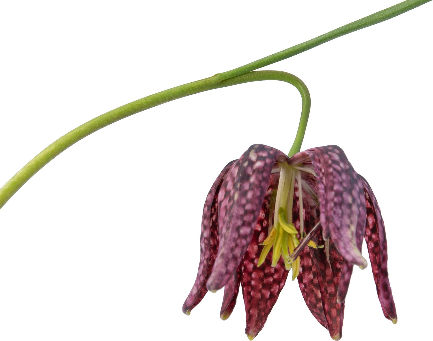Kievitsbloem (Frittelaria meleagris) D 9 H 30 cm