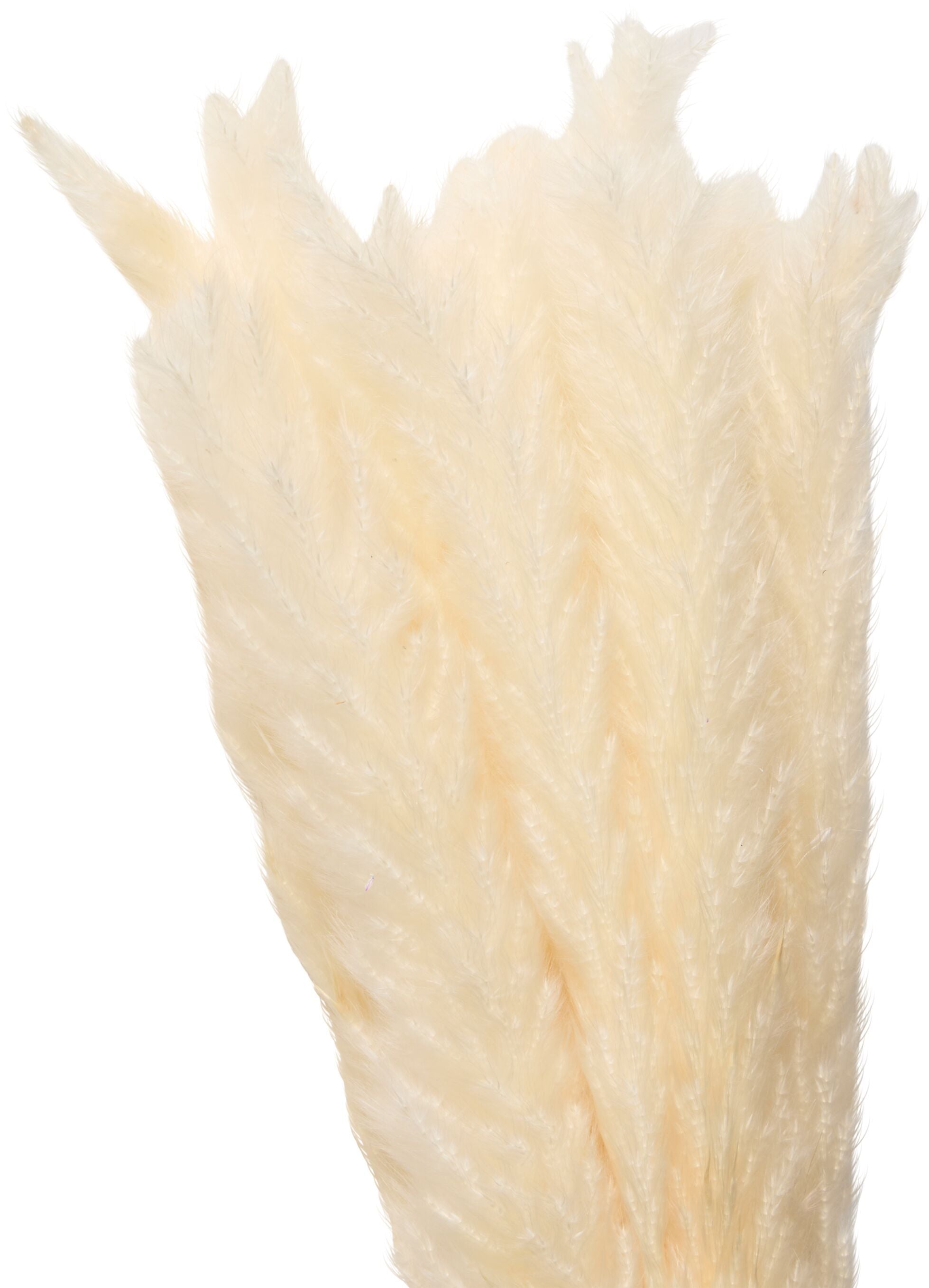 PAMPAS Trockenpflanze - Weiss / H: 100.0 cm