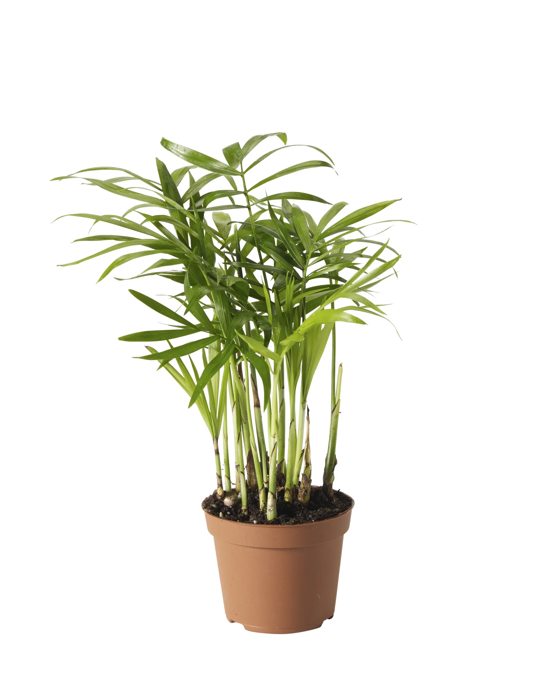 Chamaedorea elegans Dvergfjærpalme mini Høyde 10 cm