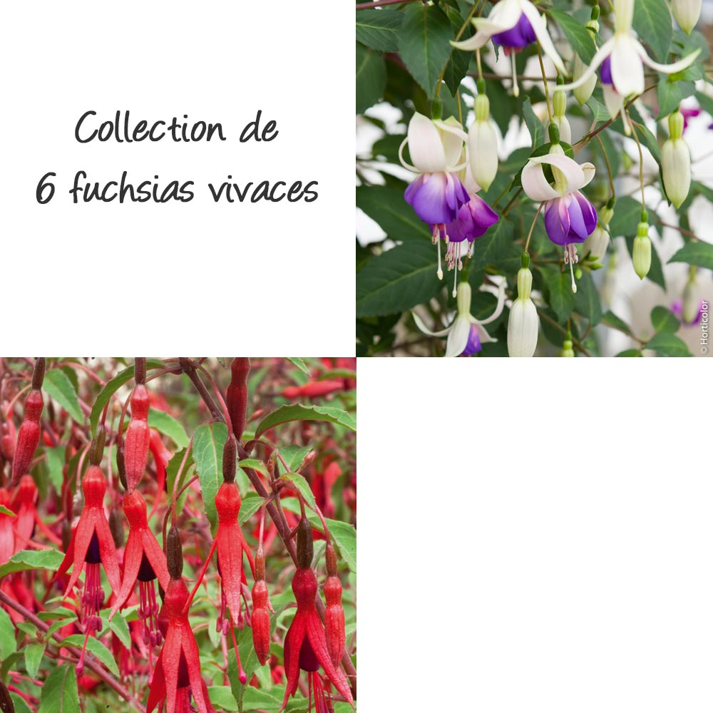 Collection de 6 fuchsias vivaces