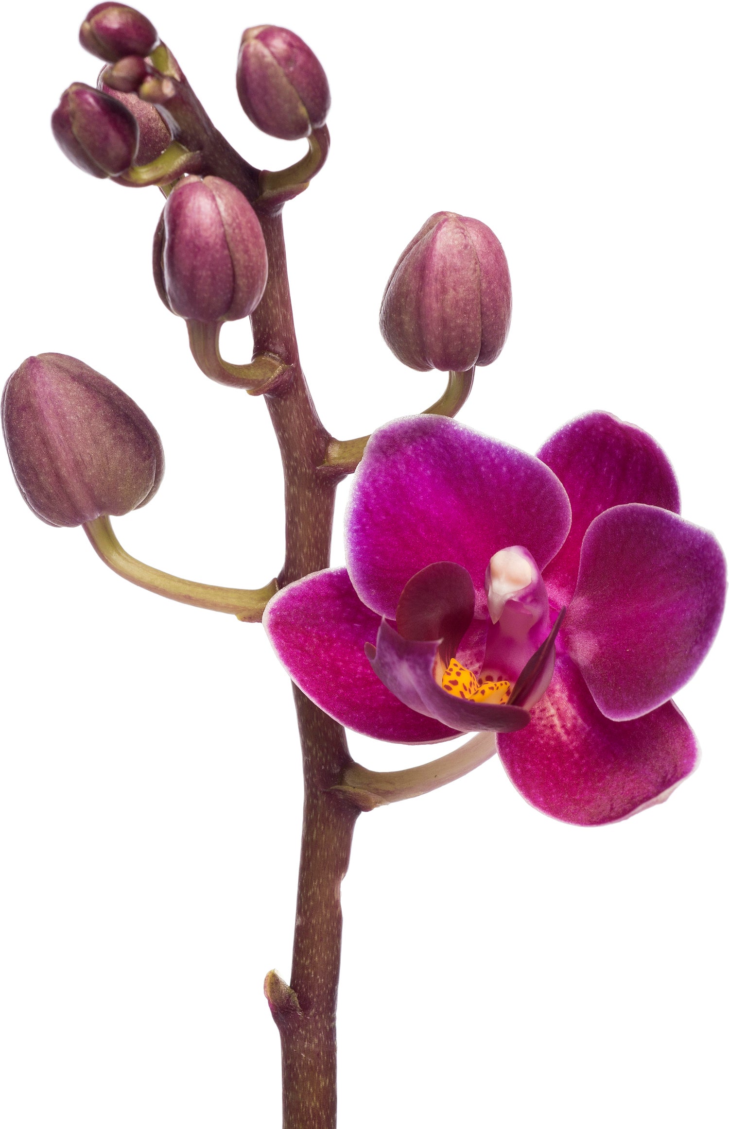 Vlinderorchidee (Phalaenopsis 'Little Lady') D 6 H 18 cm