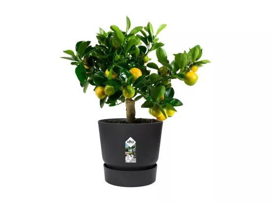 Pot de fleurs rond Greenville 30 - Extérieur - Ø 29,5 x H 27,8 cm - Vivre noir