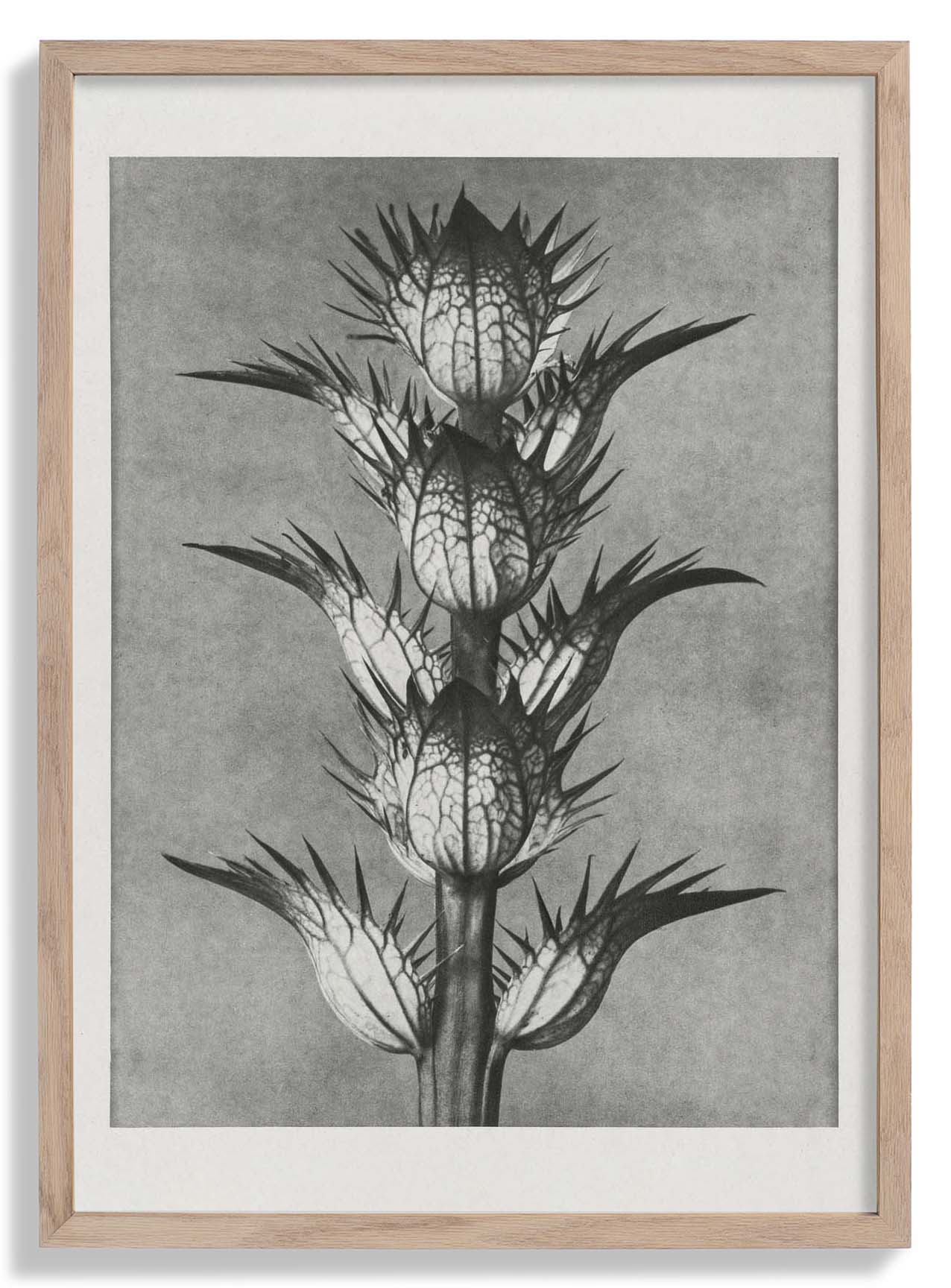 Karl Blossfeldt Photogravüre Nr 101