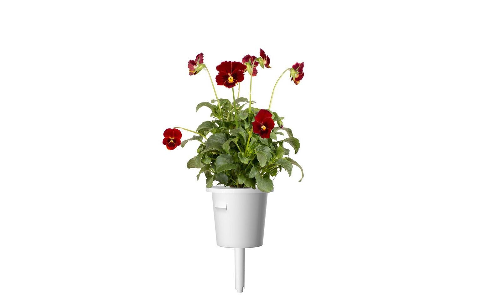 Saatgut Rotes Stiefmütterchen 3er-PackNachfüllpackung zum Smart Garden